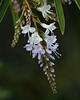 _A009514-35croofm.jpg